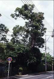 大樟の跡