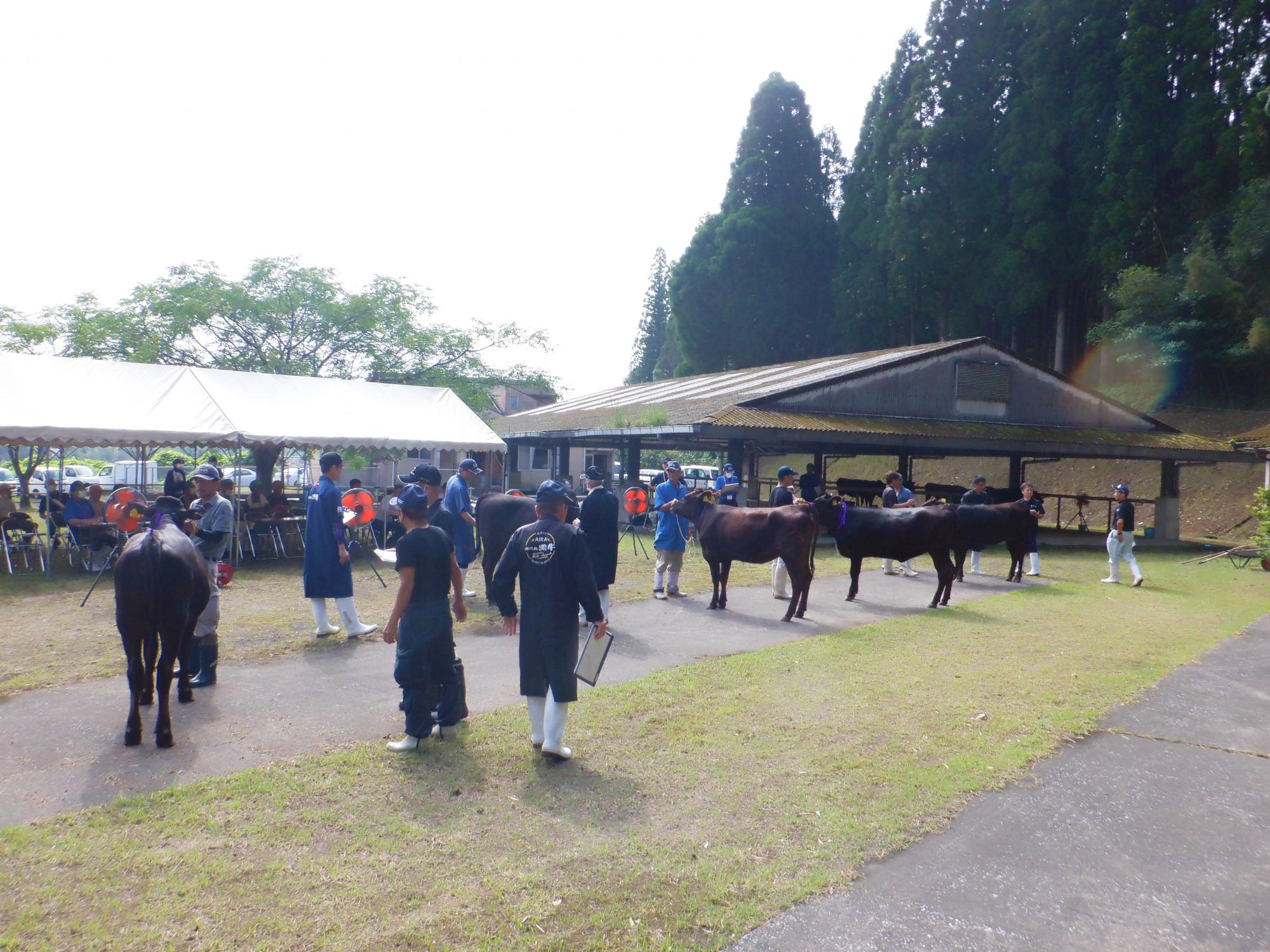 市畜産共進会親子観覧会