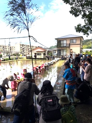 2026鹿児島神宮御田植祭3
